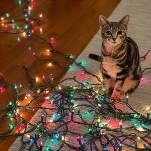 Meet your Posher, Shannon